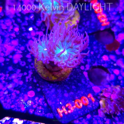 Duncanopsammia axifuga (15.01.2026) H3-001  3P