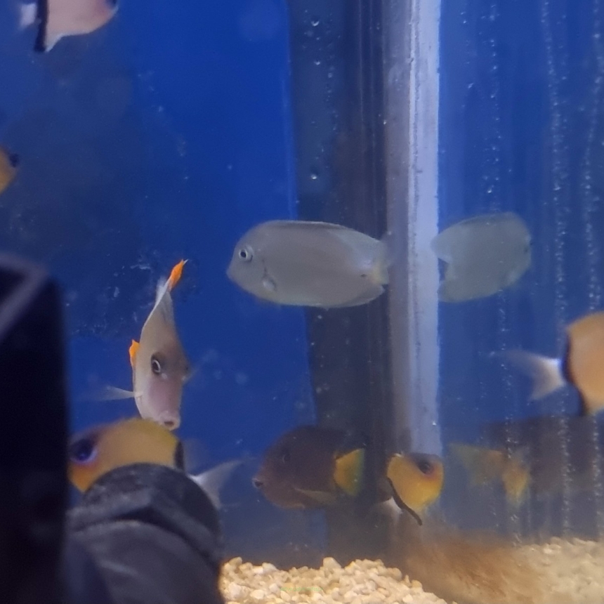 Acanthurus dussumieri (Pokolec liniowany) 8-9 cm