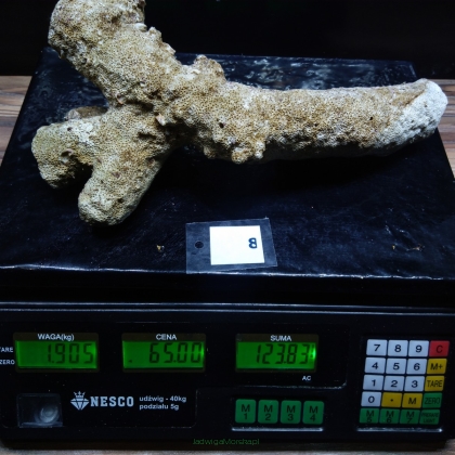 Żywa skała 1.905 kg (65 pln/kg) nr 8