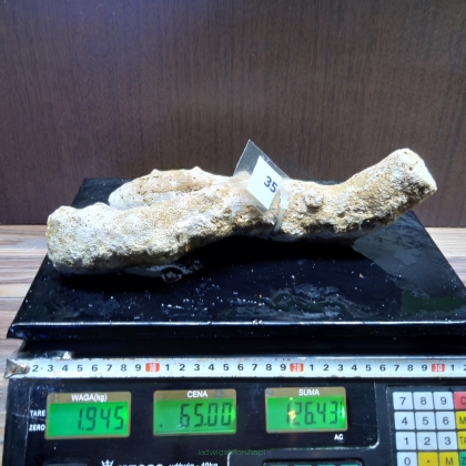 Żywa skała 1.945 kg (78 pln/kg) nr 35