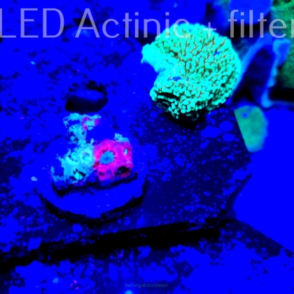 Favites Pentagona RED-GREEN War Coral (16.11.2021) MM1-I-33  1.5cm