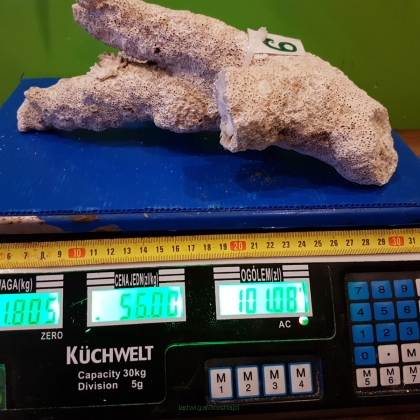 Sucha skała 1,805 kg (56 pln/kg) NR 6 FIJI BRANCH WALTSMITH