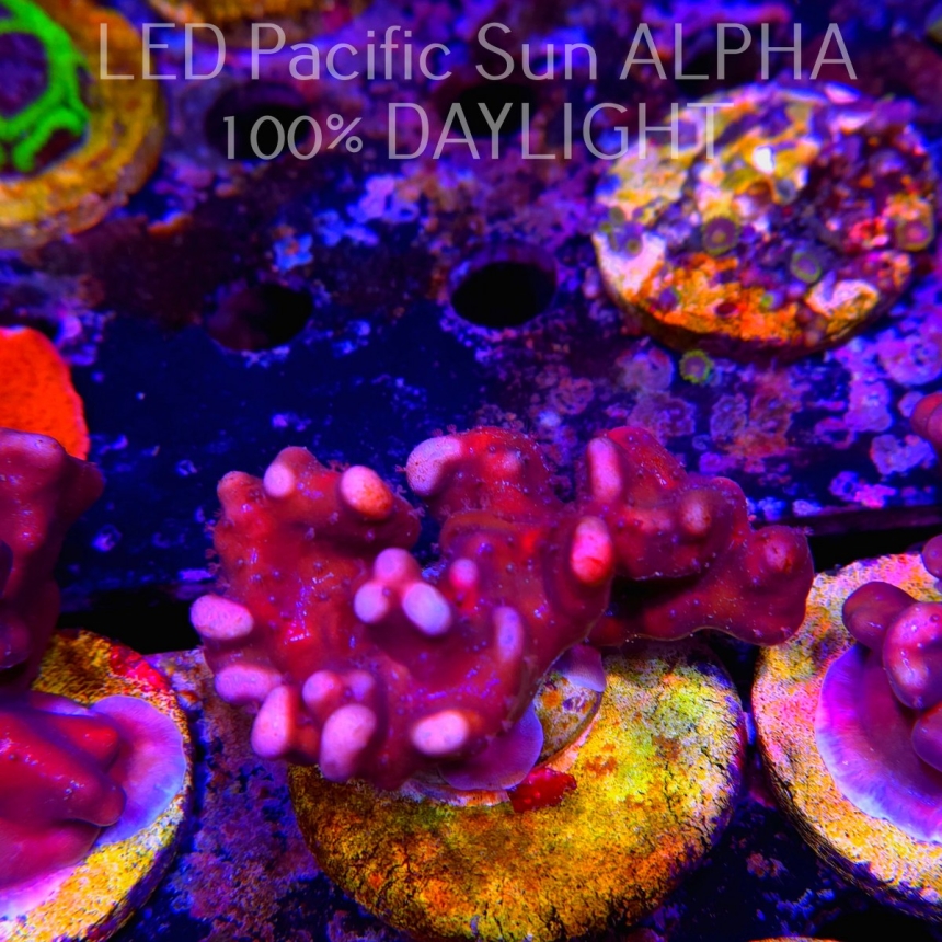 Blue Ridge Coral - Heliopora coerulea - Blue Fire Coral (02.05.2024) 7cm