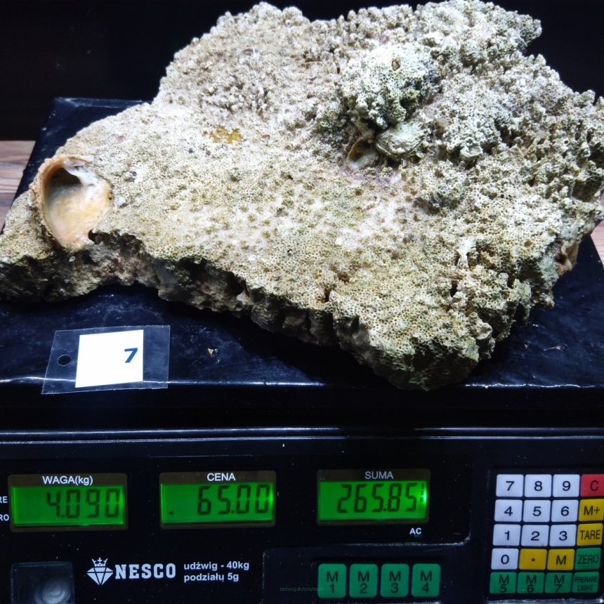 Żywa skała 4.09 kg (65 pln/kg) nr 7