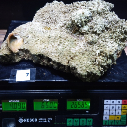 Żywa skała 4.09 kg (65 pln/kg) nr 7