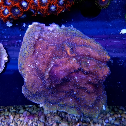 Montipora YELLOW w/ violet polyps oblewająca