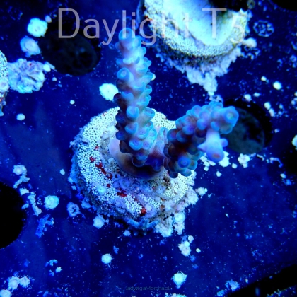 Acropora  tenuis BLUE YELLOW TIPS (15.07.2021) MM3-I-16  5cm
