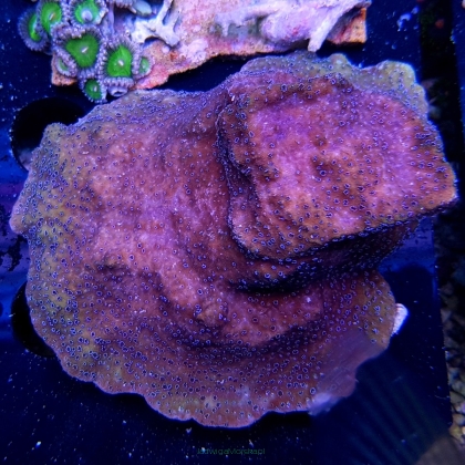 Montipora YELLOW w/ violet polyps oblewająca