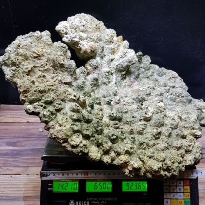 Żywa skała 14.21 kg (65 pln/kg) nr 109