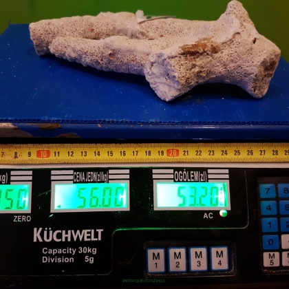Sucha skała 0,95 kg (56 pln/kg) NR 7 FIJI BRANCH WALTSMITH